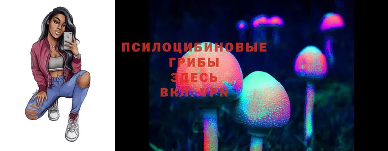 Псилоцибиновые грибы Psilocybe  Гаврилов-Ям 